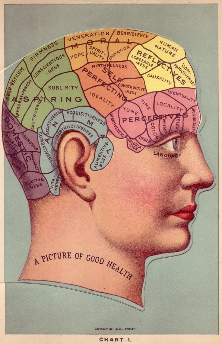 Vintage Medical Illustration, Date Unknown.